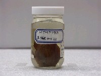 藏品(羽高身雀鯛)的圖片